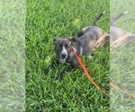 Small #2 Mountain Cur Mix
