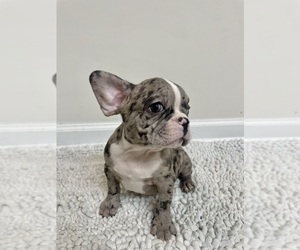 French Bulldog Puppy for sale in CHARLESTON, SC, USA