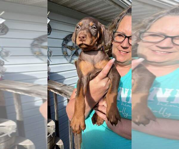 Medium Photo #1 Doberman Pinscher Puppy For Sale in FRANKLIN, NC, USA