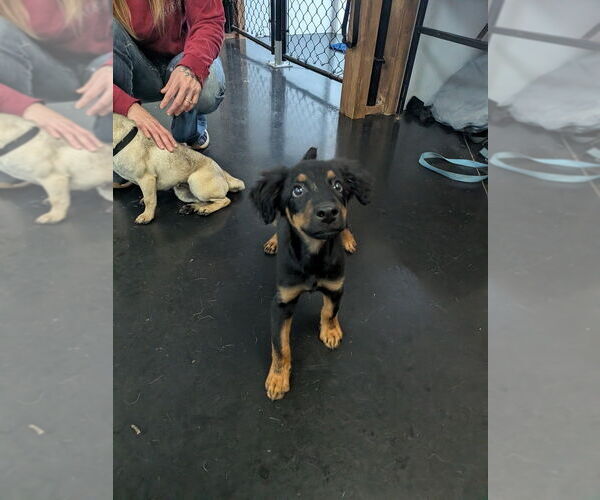 Medium Photo #4 Mutt Puppy For Sale in Vail, AZ, USA