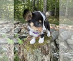 Small Photo #29 Pembroke Welsh Corgi Puppy For Sale in PERKINSVILLE, VT, USA