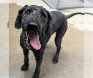 Poodle (Standard) Dogs for adoption in Aurora, IL, USA