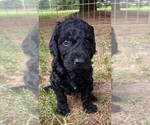 Small Photo #9 Goldendoodle-Poodle (Miniature) Mix Puppy For Sale in CLARE, IL, USA