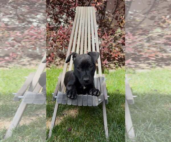 Medium Photo #2 Mutt Puppy For Sale in Sandy, UT, USA