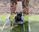 Small #1 Mutt