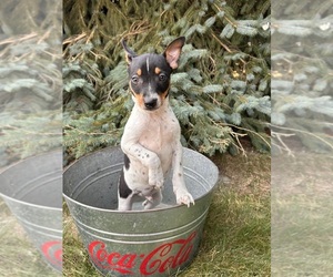 Rat Terrier Puppy for sale in MIDDLEBURY, IN, USA