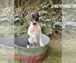 Small Rat Terrier