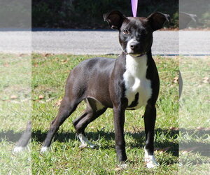 Mutt Dogs for adoption in Prattville, AL, USA