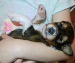Small #1 Collie-Poodle (Miniature) Mix