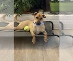 ZCL-D-Chappy - Male Mutt Dog for Adoption - Small photo
