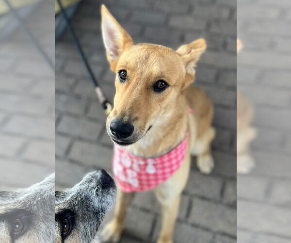 Medium Photo #9 Mutt Puppy For Sale in Minneapolis, MN, USA