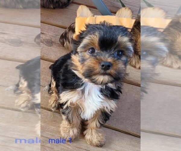 Medium Photo #1 Yorkshire Terrier Puppy For Sale in CONKLIN, NY, USA