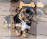 Small Yorkshire Terrier