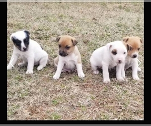 Jack Russell Terrier Puppy for sale in DEPEW, OK, USA