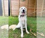Small #1 Great Pyrenees