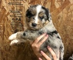 Puppy 3 Australian Shepherd