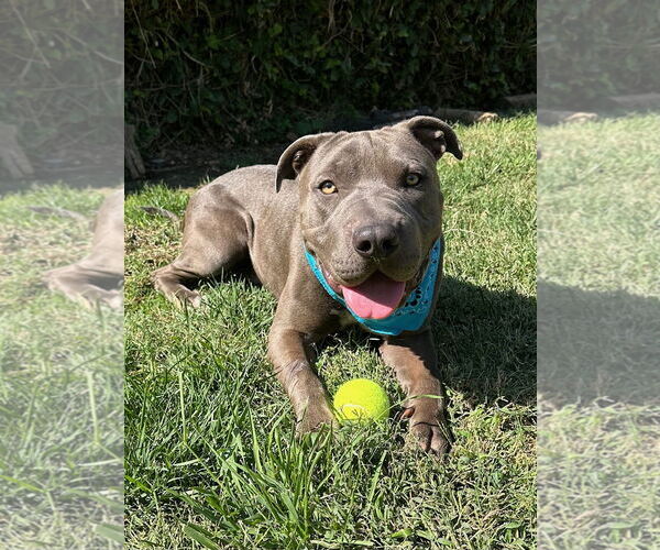 Medium Photo #4 American Pit Bull Terrier-Unknown Mix Puppy For Sale in Redlands, CA, USA