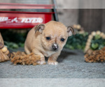 Small Photo #10 Chihuahua Puppy For Sale in BERNE, IN, USA
