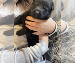 Small German Shepherd Dog