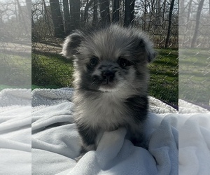 Pomeranian Puppy for sale in PORTLAND, ME, USA