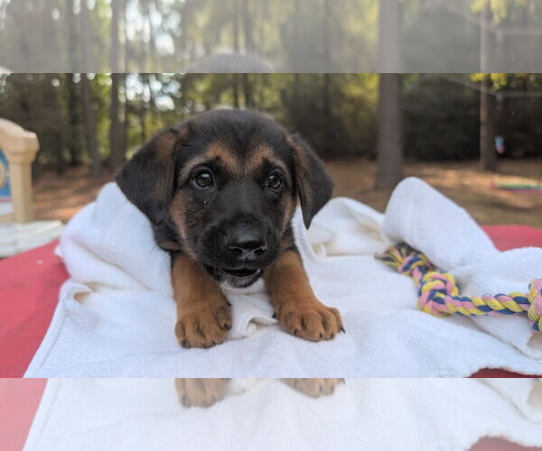 Medium Photo #2 German Shepherd Dog-Unknown Mix Puppy For Sale in The Woodlands, TX, USA