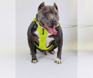 American Pit Bull Terrier-American Staffordshire Terrier Mix Dogs for adoption in Princeton, MN, USA