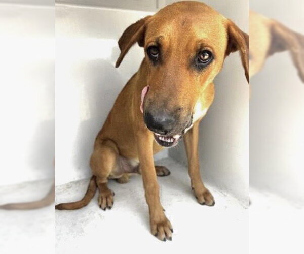 Medium Photo #1 Rhodesian Ridgeback Puppy For Sale in Houston, TX, USA