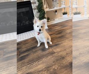 American Eskimo Dog Puppy for sale in WARMINSTER, PA, USA