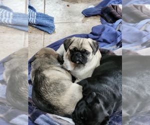 Pug Puppy for sale in NEW AUBURN, WI, USA