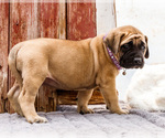 Small Photo #39 Mastiff Puppy For Sale in WAKARUSA, IN, USA