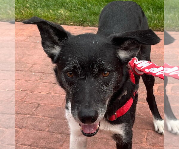 Medium Photo #27 Border Collie Puppy For Sale in Canton, CT, USA