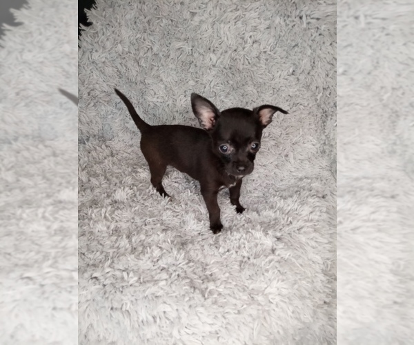Medium Photo #2 Chihuahua Puppy For Sale in INDIANAPOLIS, IN, USA