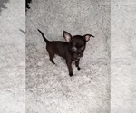 Small Photo #2 Chihuahua Puppy For Sale in INDIANAPOLIS, IN, USA