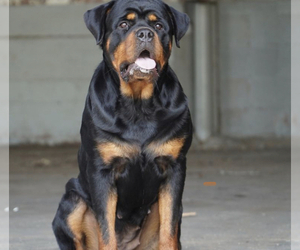 Mother of the Rottweiler puppies born on 02/04/2021
