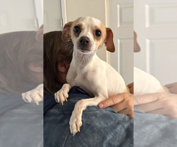 Medium Photo #1 Italian Greyhound-Unknown Mix Puppy For Sale in Arlington, WA, USA