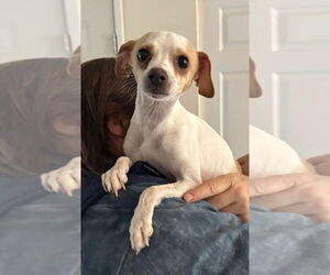 Italian Greyhound-Unknown Mix Dogs for adoption in Arlington, WA, USA