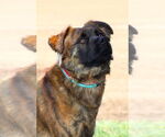 Small #1 Mutt