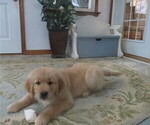 Small Photo #8 English Cream Golden Retriever Puppy For Sale in MECHANICSVILLE, MD, USA