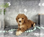 Small #3 Goldendoodle (Miniature)