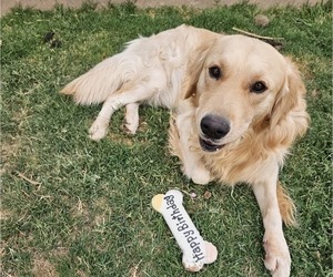 Father of the Golden Retriever puppies born on 02/20/2026