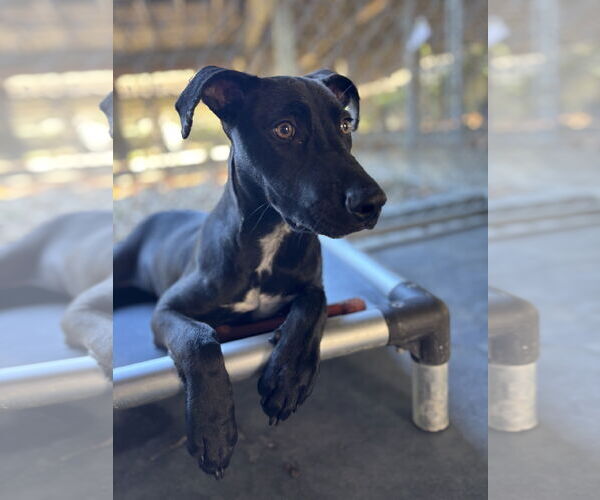 Medium Photo #2 Mutt Puppy For Sale in Hilton Head, SC, USA