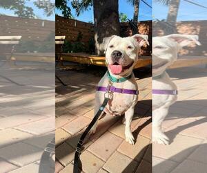 Lola - Female Mutt Dog for Adoption - Photo #9