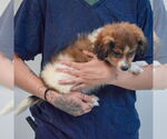Small #3 Australian Shepherd Mix