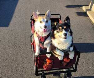 Mother of the Pembroke Welsh Corgi puppies born on 01/05/2025