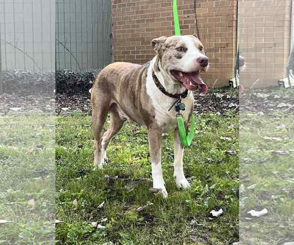 Medium Photo #3 American Pit Bull Terrier Puppy For Sale in Crandall, GA, USA