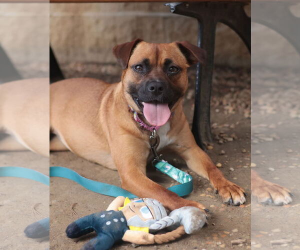 Medium Photo #35 Mutt Puppy For Sale in Philadelphia, PA, USA