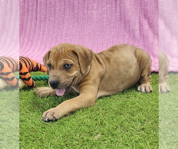 Medium Photo #1 Catahoula Leopard Dog Puppy For Sale in CUMBY, TX, USA