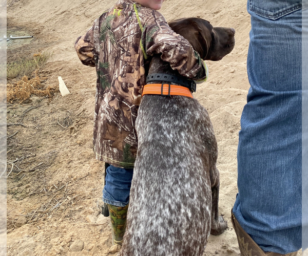 Medium Photo #10 German Shorthaired Pointer Puppy For Sale in CORONA, CA, USA