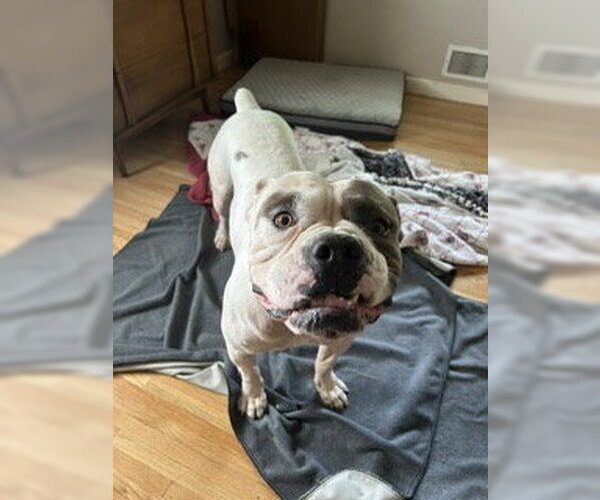 Medium Photo #3 American Bulldog Puppy For Sale in St. Louis Park, MN, USA