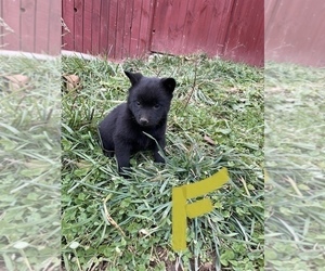 Schipperke Puppy for sale in ALBION, OH, USA